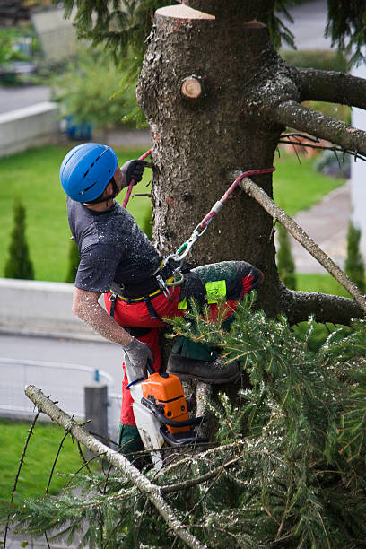 Best Lawn Mowing  in Annandale, NJ